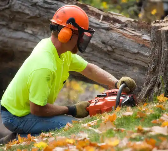 tree services Highland Park